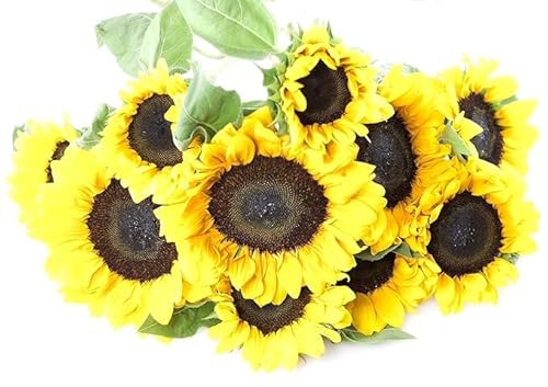KaBloom Flowers - Mother's Day Collection - Bouquet of Fresh Sunflowers without vase Gift for Birthday, Sympathy, Anniversary, Get Well, Thank You, Valentine, Mother’s Day Flowers