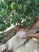 NOVINGRECONS Agua Gel - Formato Jardin/Huerto. Retenedor Agua Multiples Ciclos Uso. Cubo...