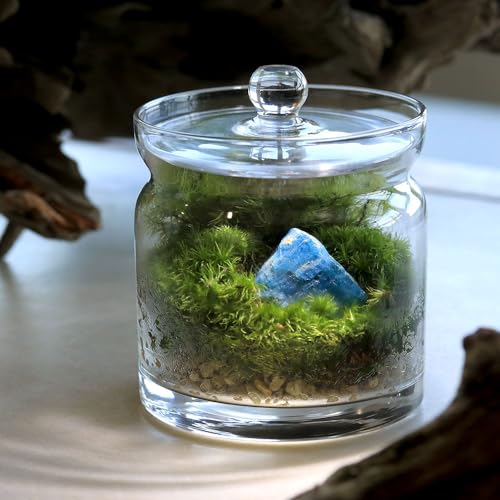苔 テラリウム 石」の人気商品一覧 | 安い商品を通販サイトから