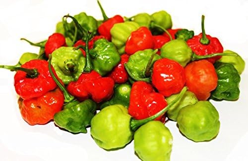 Ajicito Aji Dulce Aji Gustoso Cachucha Sweet Pepper 100 Semillas de Gonzalez Agrogardens