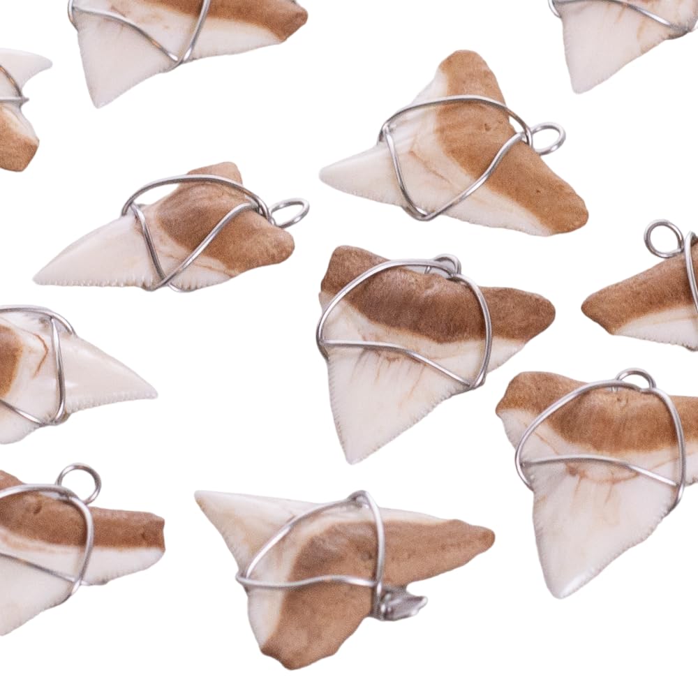 Shark Tooth ciondolo su collana nero Puka conchiglie con perline in metallo (2S Shark Tooth)