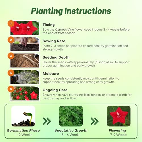 Image of Outsidepride Red Cypress Vine Seeds - 200 Pcs Annual Flower Seeds with Nectar-Rich, Star-Shaped Flowers & Feathery, Fern-Like Leaves for Fences, Trellises, Pergolas & Vertical Gardens (Pack of 3)