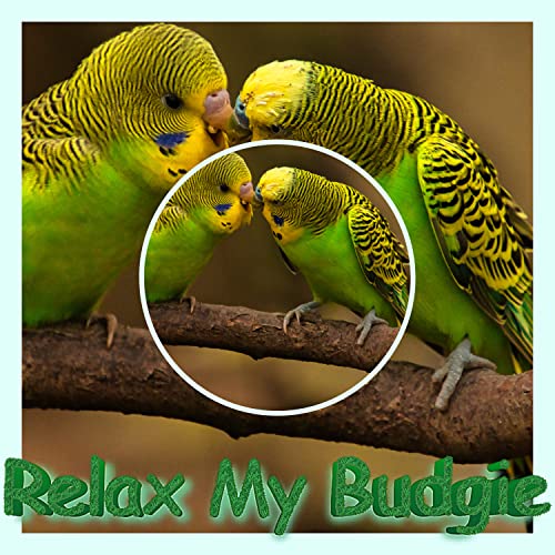 Bird Relaxation & Anxiety Relief Music by Calm Your Bird And Help Them Sleep, Music To Stop