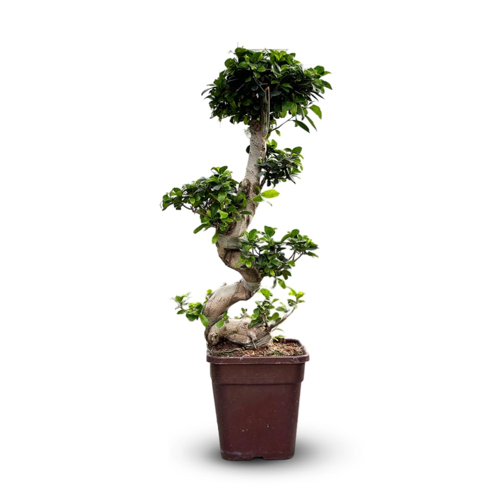 Attitude Jardin - Ficus żeń-szeń - bonsai dla początkujących - ficus microcarpa - 110-120 cm - ◕ 25 cm - roślina doniczkowa