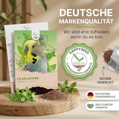 Vogelmiere Samen (Stellaria media) - Wertvolle Heilpflanze und beliebte Futterpflanze für Wellensittiche und viele andere Vögel (Vogelmiere)