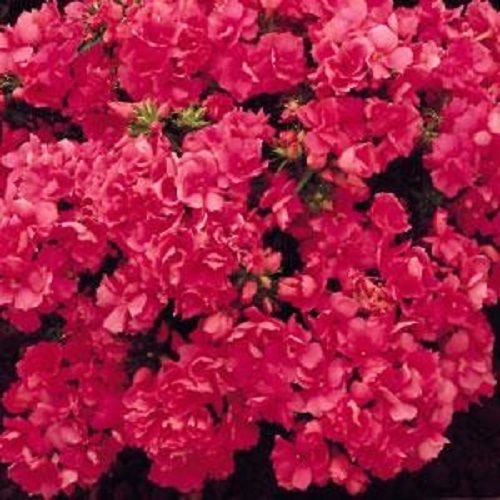 Seeds Details about Phlox Seeds Promise Rose 50 Double Flowered Phlox Flower Seeds Phlox Drummon: Only Seeds