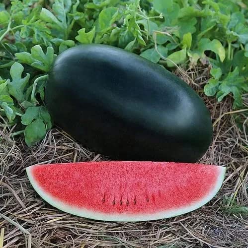 Gromax India Watermelon Black Fruit Seeds F1 Hybrid For Planting, Farming, Gardening(Pack of40 Seeds) (B09RV15FDJ) Amazon Price History, Amazon Price Tracker