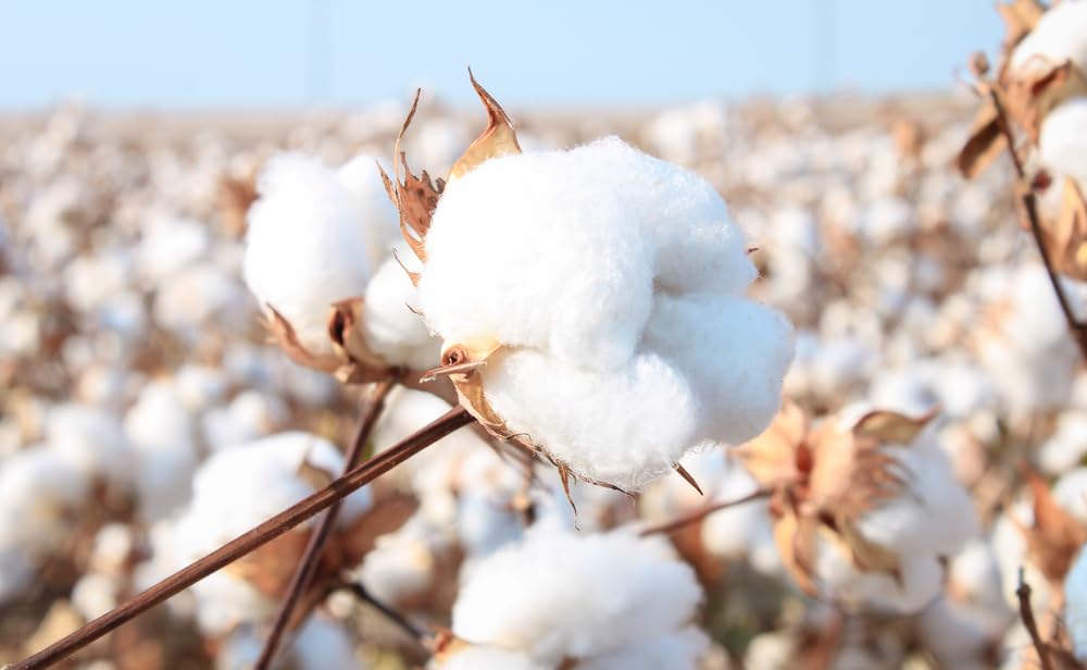 American Cotton Seeds 100 Count