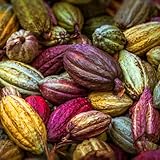 semillas de cacao - resistentes cobertura del suelo 100pcs