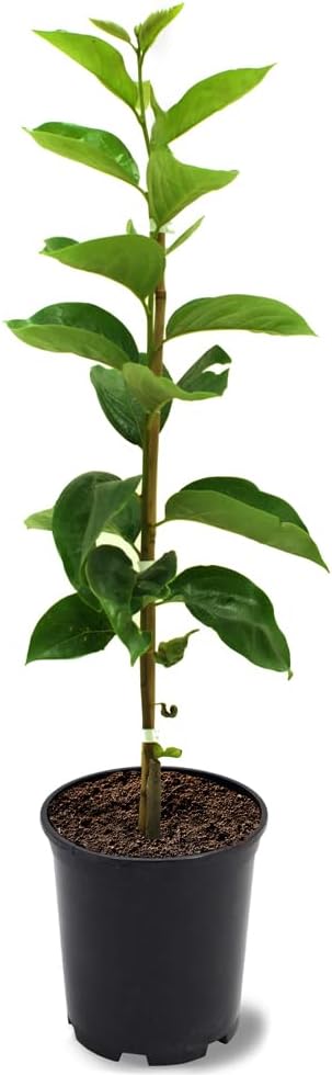 American Persimmon Seedling Live Tree, Non-Grafted, Cold Hardy, Native, 1 gal. Nursery Pot, 1-2 ft Tree Height (Due to Agricultural Laws, we Cannot Ship to CA, AZ, AK, or HI)