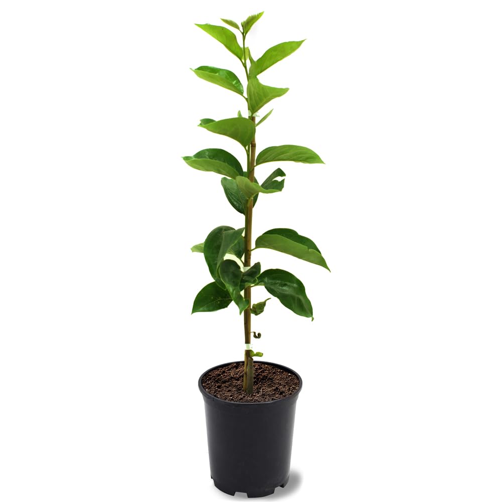 American Persimmon Seedling 1 gallon