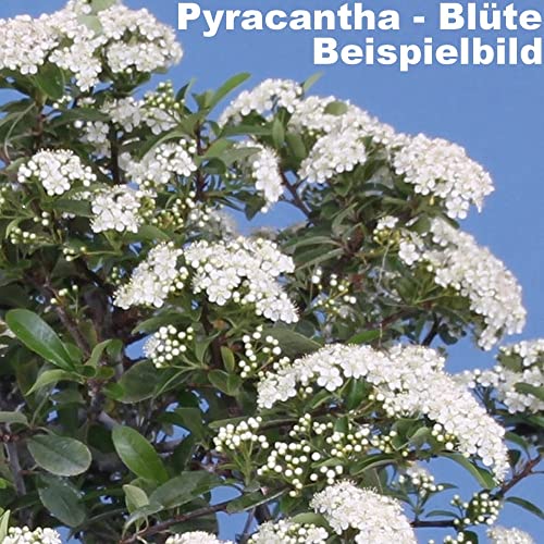 Bonsai - Pyracantha spec, Feuerdorn 205/22 - Image 4