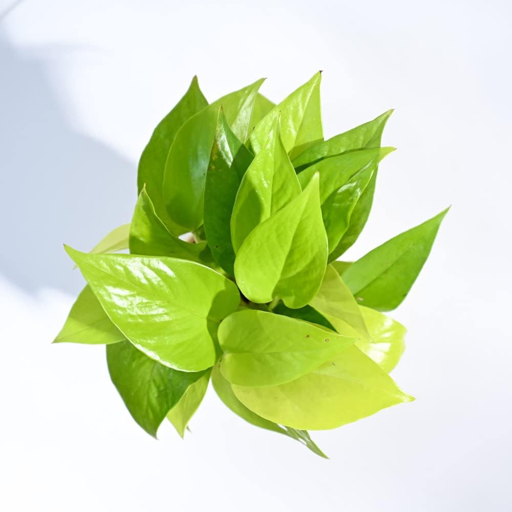 Golden Money Plant – Beautiful & Hardy Houseplant for Beginners-image-49