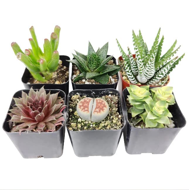 Pack Seis Crasas Mini Plantas Naturales Resisitentes a Altas Temperaturas