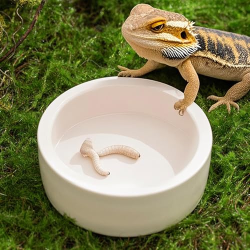 Genérico Reptilientränke- Keramikschale mit Auslaufschutz, Keramikschale für Wasser, Chamäleon, Einsiedler, Bartdrache, Landschildkröte und Spinne-3