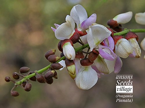 Pongamia Pinnata,Millettia pinnata, Pongam Tree, Indian Beech Tree, Pongame Oil Tree, Karanj, Pungai (25 seeds for growing).