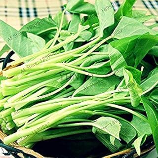 VISTARIC 100pcs/bag Water Spinach Vegetable Seeds Kangkong, River Spinach, Chinese Spinach or Watercress Easy-Growing Heirloom Seeds