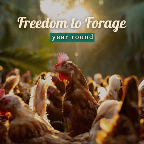 Image of Farm made foods Free Range Eggs,12 Pieces| Veg Fed| Non-Fertile Eggs