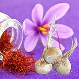 Saffron Crocus Flower Bulbs - Huge Bulbs, 9/10cm Each! Grow The World's Most Expensive Spice - Saffron Bulbs - Crocus Sativus (10)