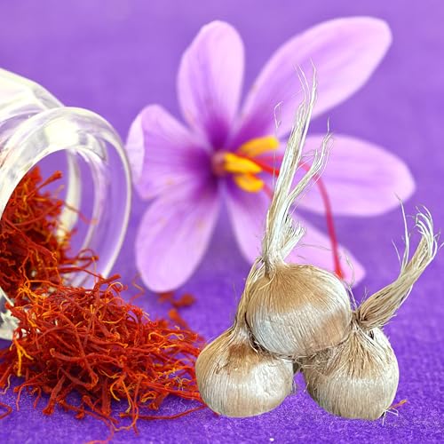 Saffron Crocus Bulbs – 9/10 cm