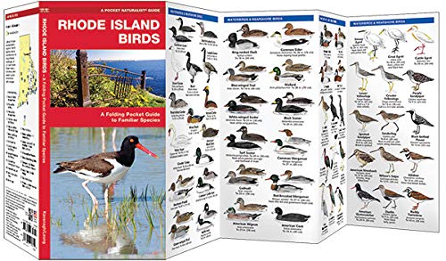 Rhode Island Birds: A Folding Pocket Guide To Familiar Species (Wildlife And Nature Identification) #TOP1
