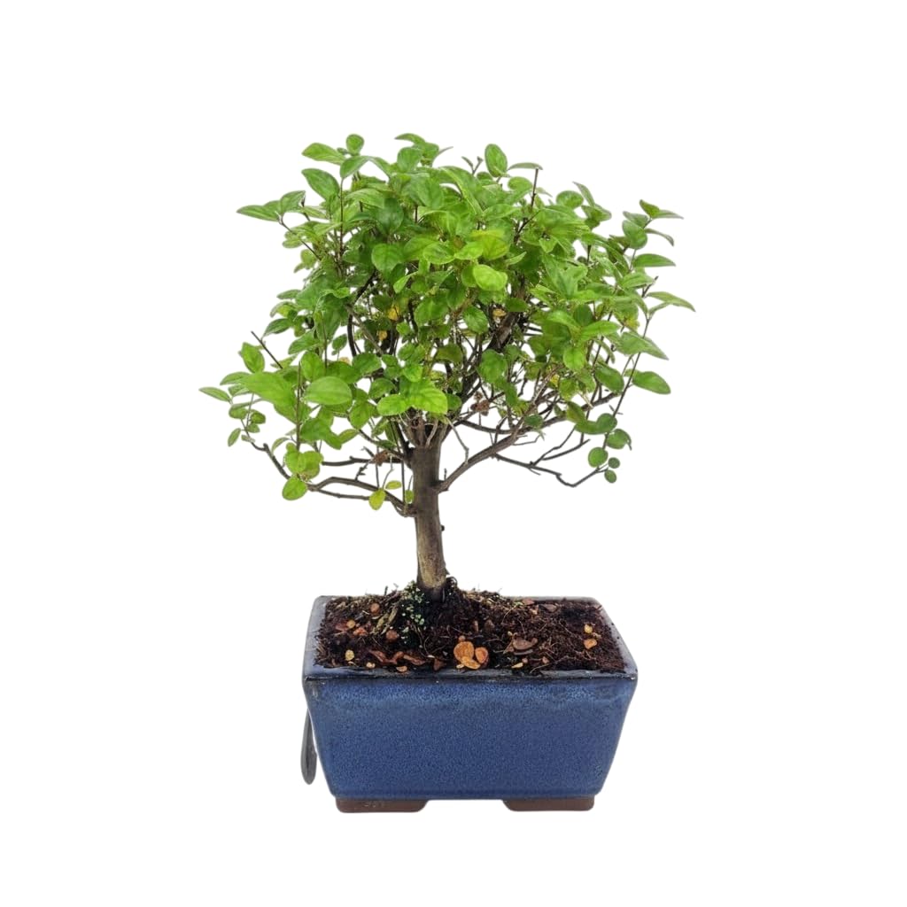 Árbol de las Mil Estrellas en Bonsái Natural | DECOALIVE Serissa de Hoja Pequeña con Floración Blanca, Ornamental Compacto para Decoración Japonesa en Interior