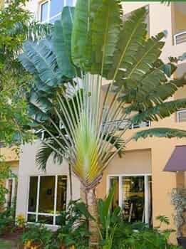 Amazon | 【種子】Ravenala Madagascariensis◇タビビトノキ◎旅人の木