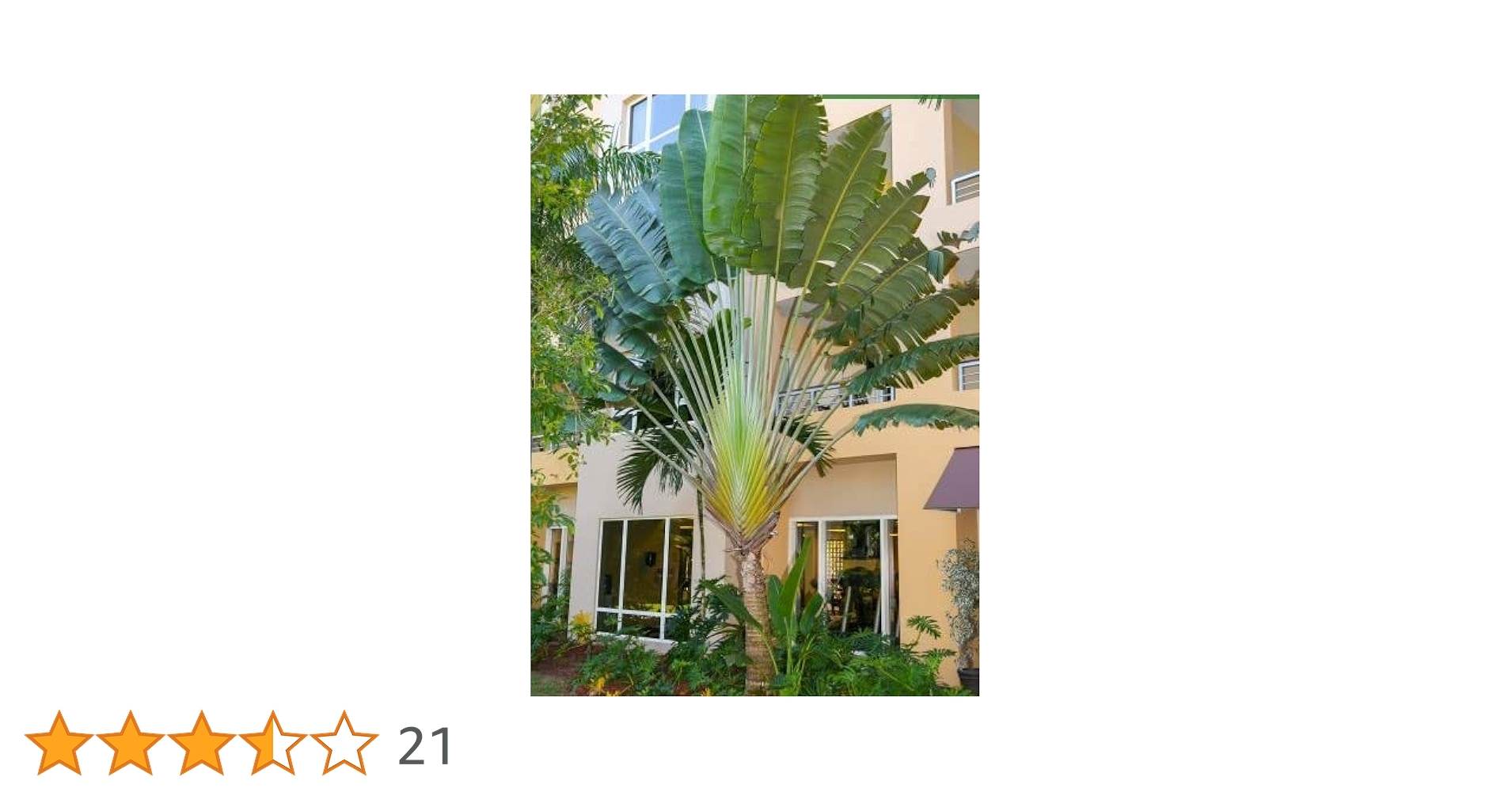 Amazon | 【種子】Ravenala Madagascariensis◇タビビトノキ◎旅人の木