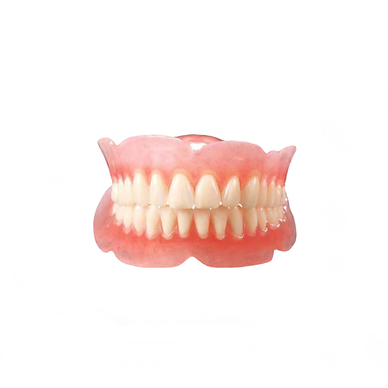 ERNZI Zahnmodell, Anatomische Zahnprothese 1:1 Modell, Zahnlehrer Mundhygiene Modell, Zahnarztpraxis Lehrmodell
