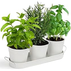 Maceteros Decorativos De Metal BELLE VOUS Pack de 3 Macetas Decorativas para Hierbas con Bandeja - Tiestos para Plantas, Flores, Suculentas y Cactus - Maceteros Decorativos Metal Blanco Interior/Exterior - para Decorar Cocina