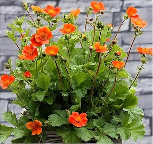 Stauden Gänge 1 x Geum coccineum 'Koi' (Winterhart/Stauden/Staude/Mehrjährig/Immergrün) Orangerotblühender Nelkenwurz - Sehr Bienenfreundlich - Feuerorange Blüten für dynamische Gartenbilder