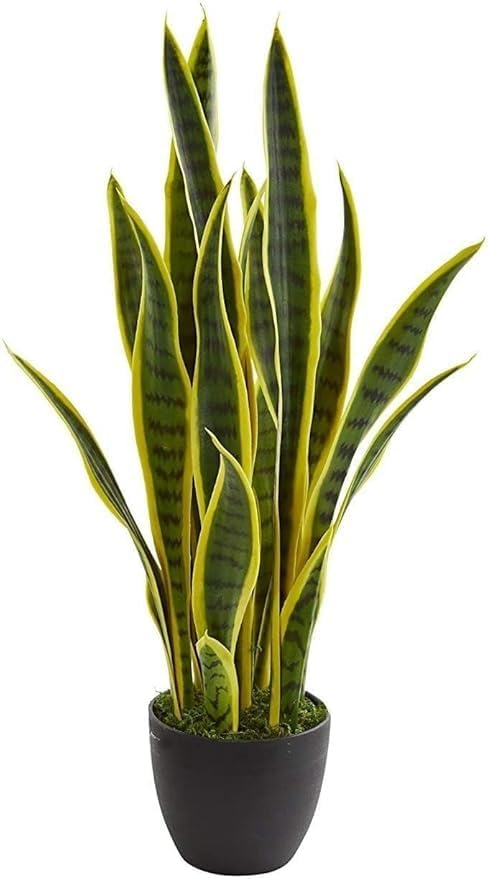 Image of Snake Plant Live Indoor Plant with Pot | Sansevieria Air Purifying House Plant | Low Maintenance Oxygen Releasing Evergreen Indoor Plant for Home Office Bedroom Living Room Decor | Pack of 1