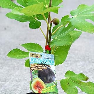 Amazon Co Jp 苗木部 By 花ひろばオンライン 苗 種 苗 Diy 工具 ガーデン Amazon Co Jp 苗木部 By 花ひろばオンライン 苗 種 苗 Diy 工具 ガーデン