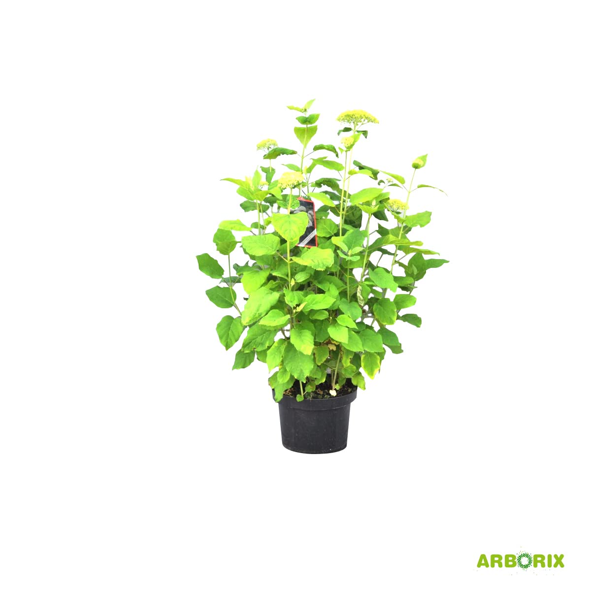 Annabelle ortensia - Hydrangea arborescens 'Annabelle' - Vaso da 30-50 cm - Grandi fiori bianchi
