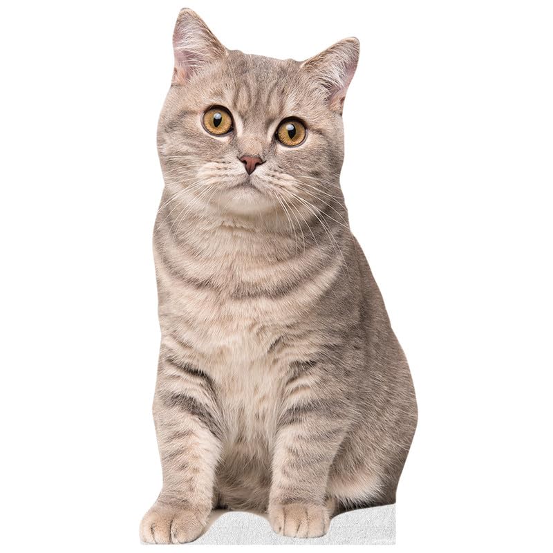 CAT - Scottish Straight - Life Size Cardboard Cutout Standup People with Support Standee | Animals -