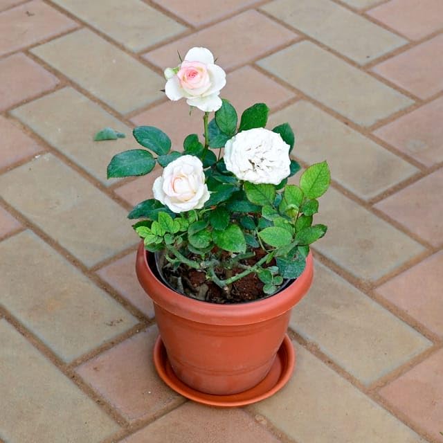 Rose White in 7 Inch Plant Natural Miniature Live home Garden Classy Red Perennial plants Pot with Tray (B0CYZC39ND) Amazon Price History, Amazon Price Tracker