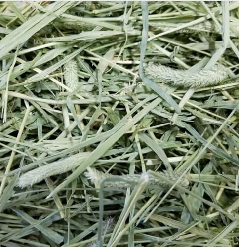 Legendary North Park Timothy Ultra-Reserve Hay for Rabbits, Chinchillas, Guinea Pigs - 100% Fresh Colorado Grown. Support Our Small Business on Amazon and Save!
