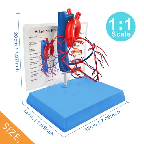Image of NEW HORIZON Human Heart Model Vascular Heart, Naturally Size, with base Increased sized coronary anatomy depicting the cardiac veins