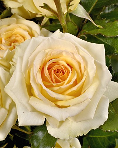 'Bad Hersfeld' -R-, Edelrose im 4 L Container Cover