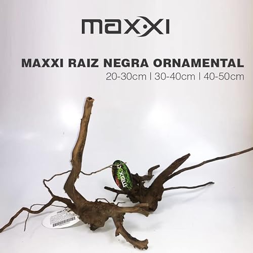 Maxxi Raiz Negra Ornamental