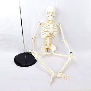 Human Skeleton 85cm Anatomical Model, Human Skeleton Anatomy Learning Model for Medical Teaching aids