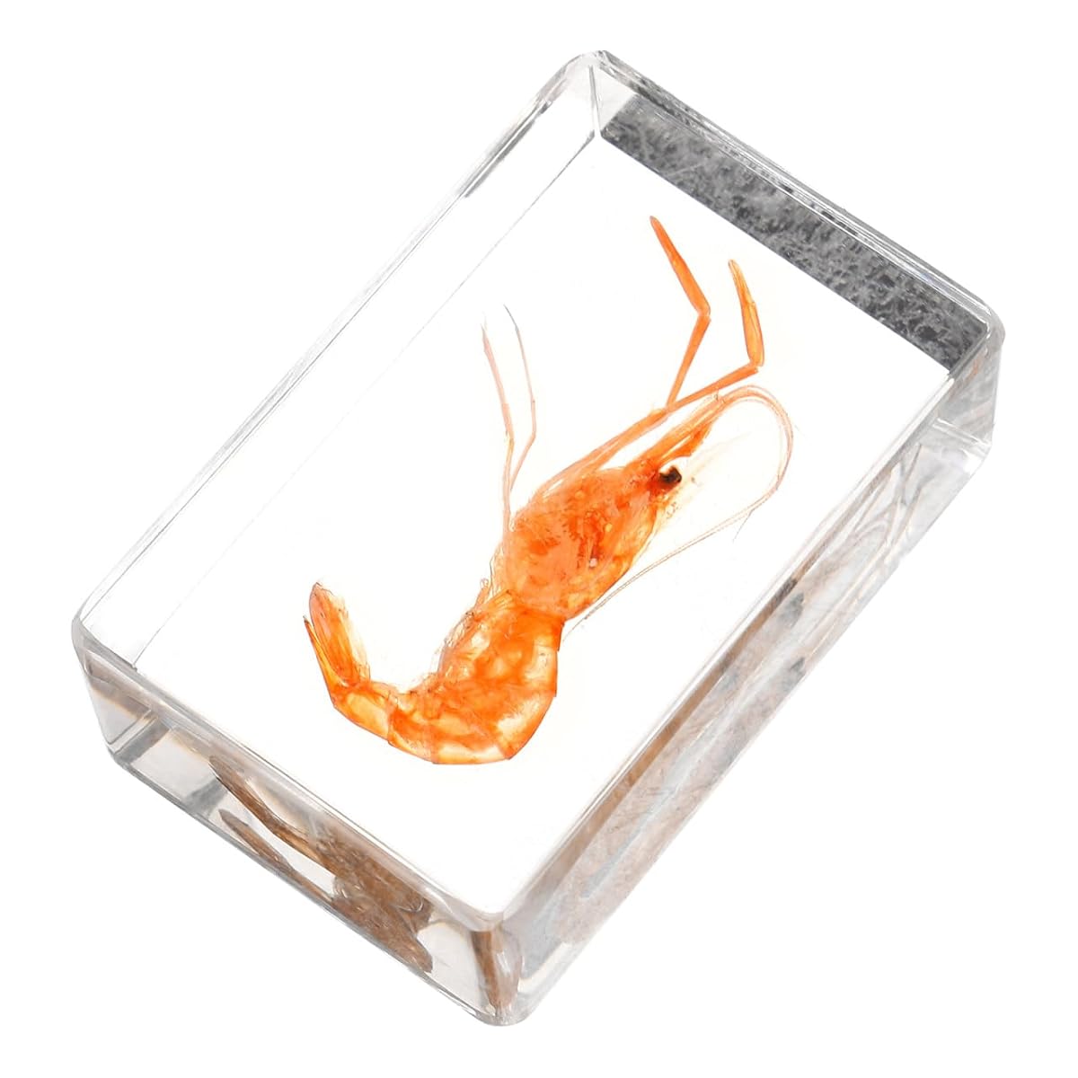 Image of GARVALON Artificial Resin Shrimp Specimen for Education and Home Collection Teaching Tool for Science Class Decorative Paperweight with Realistic Shrimp Display Biology Studies