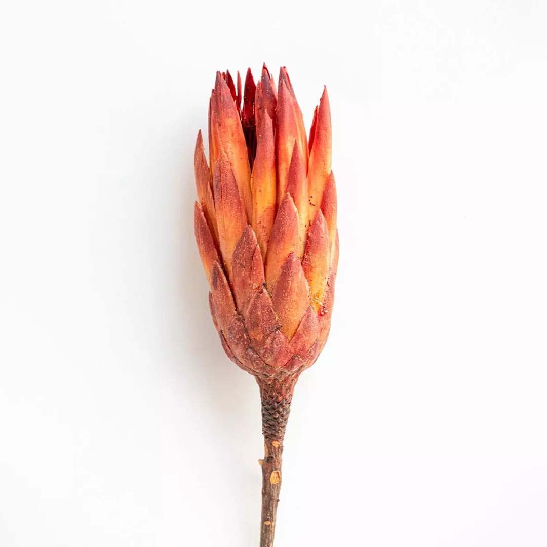 Whispering Homes Dried Flower Protea - Red | Preserved Flower for Decorative Floral Display | Dry Floral Stem for Vase Styling, Home Decor Enhancement, Table Top Decoration, Elegant Interior Accent-image-29