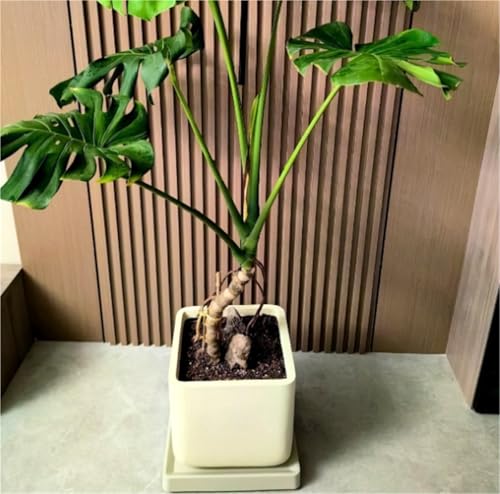 Support à roulettes pour plantes robuste blanc de 34 cm au design minimaliste et durable - 5