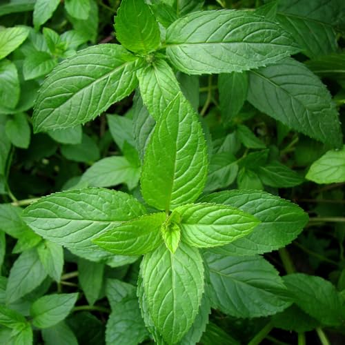 Aceite Esencial Puro de Menta Orgánico 5ml miniatura 2