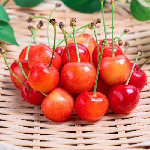 [先行予約]さくらんぼ 佐藤錦 赤秀品 M玉 180g×4パック 2026年産 令和8年産 山形県産 mm-snpmx800