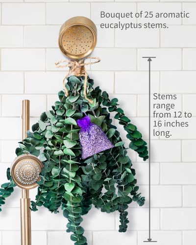 Ramo de Eucalipto Seco con Lavanda para Ducha, 25 Piezas miniatura 7