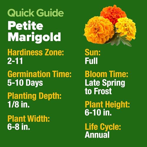 Image of HOME GROWN Petite French Marigold Seeds 658 Flower Seeds for Planting Outdoor Easy to Grow Companion Plant & Quick Blooming Pollinator Heirloom Wildflower Seeds (Tagetes patula)