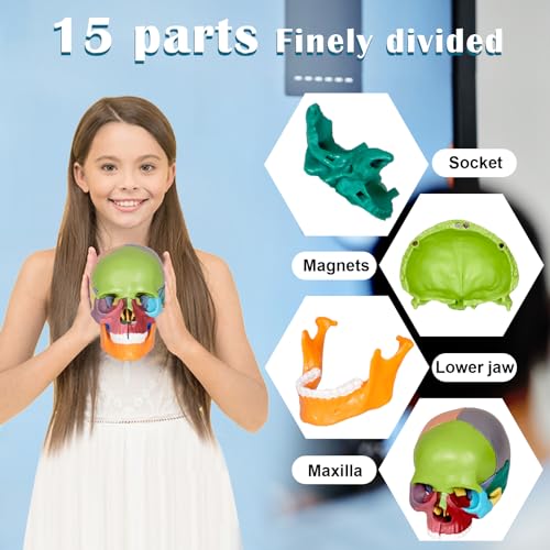 Image of breesky Human Skull Model for Anatomy, 15 Parts Human Anatomy Exploded Skull, Detachable Palm-Sized Mini Human Color Medical Skull Model, Learning with Color Study Manual