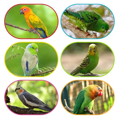 Image of Bird Spinner Toy, Tyotrbs Bird Perch Toy, Parrot 360 Interactive Rotating Toy, Budgie Cage Accessories for Small Birds to Expend Energy, Wooden Stand for Parakeet Cockatiel Lovebird Conures